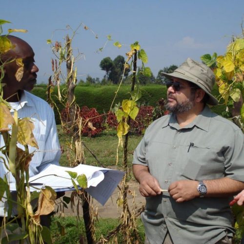 Dr.-Erick-Boy-getting-acquainted-with-bean-breeding-for-higher-iron-in-Rwanda-experimental-fields-2009-1024x932